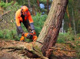 Trusted Macarthur, WV Tree Services Experts